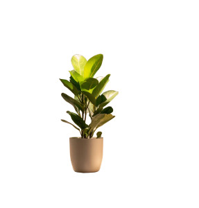 Potted Indoor Plant Vinyl Car Decal Sticker – Waterproof & UV-Resistant 