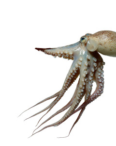 Hand And Tentacle Vinyl Car Decal Sticker – Waterproof & UV-Resistant 