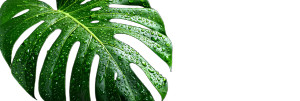 Green Monstera Leaf V2 Vinyl Car Decal Sticker – Waterproof & UV-Resistant Green Monstera Leaf V2 Vinyl Car Decal Sticker – Waterproof & UV-Resistant