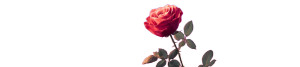 Red Rose Blooming V3 Vinyl Car Decal Sticker – Waterproof & UV-Resistant Red Rose Blooming V3 Vinyl Car Decal Sticker – Waterproof & UV-Resistant