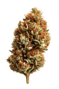 Cannabis Bud V6 Vinyl Car Decal Sticker – Waterproof & UV-Resistant Cannabis Bud V6 Vinyl Car Decal Sticker – Waterproof & UV-Resistant