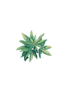 Cannabis Plants Vinyl Car Decal Sticker – Waterproof & UV-Resistant Cannabis Plants Vinyl Car Decal Sticker – Waterproof & UV-Resistant