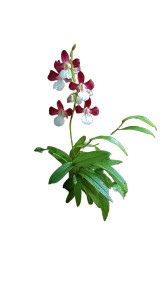 Lonely Dendrobium Spectabile Vinyl Car Decal Sticker – Waterproof & UV-Resistant 
