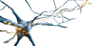 Glowing Neural Brain V2 Vinyl Car Decal Sticker – Waterproof & UV-Resistant 