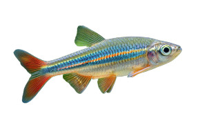 White Cloud Minnow Vinyl Car Decal Sticker – Waterproof & UV-Resistant 