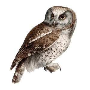 Boreal Owl Illustration Vinyl Car Decal Sticker – Waterproof & UV-Resistant Boreal Owl Illustration Vinyl Car Decal Sticker – Waterproof & UV-Resistant