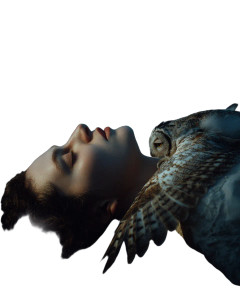 Owl And Tummy Vinyl Car Decal Sticker – Waterproof & UV-Resistant 