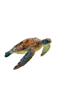 Graceful Sea Turtle V4 Vinyl Car Decal Sticker – Waterproof & UV-Resistant 