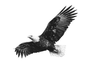 Majestic Eagle Flight V4 Vinyl Car Decal Sticker – Waterproof & UV-Resistant Majestic Eagle Flight V4 Vinyl Car Decal Sticker – Waterproof & UV-Resistant