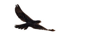 Nighthawk At Dusk Vinyl Car Decal Sticker – Waterproof & UV-Resistant 