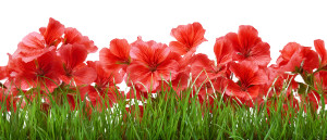 Geranium And Grass Vinyl Car Decal Sticker – Waterproof & UV-Resistant 