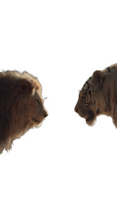 Lion Vs Tiger V5 Vinyl Car Decal Sticker – Waterproof & UV-Resistant Lion Vs Tiger V5 Vinyl Car Decal Sticker – Waterproof & UV-Resistant