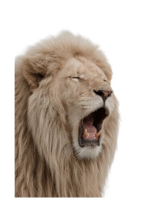 Roaring Lion Poster V3 Vinyl Car Decal Sticker – Waterproof & UV-Resistant 