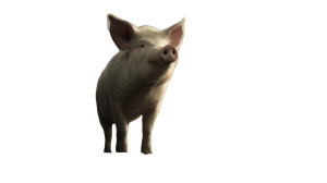 Noble Pig Dawn Vinyl Car Decal Sticker – Waterproof & UV-Resistant 