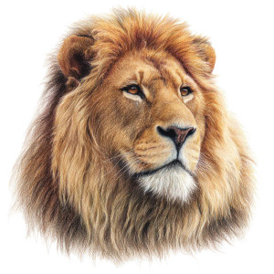 Lion Drawing V2 Vinyl Car Decal Sticker – Waterproof & UV-Resistant 