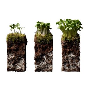 Cress Growth Stages Vinyl Car Decal Sticker – Waterproof & UV-Resistant 