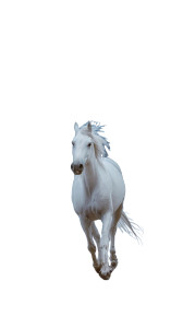 Running White Horse V2 Vinyl Car Decal Sticker – Waterproof & UV-Resistant Running White Horse V2 Vinyl Car Decal Sticker – Waterproof & UV-Resistant