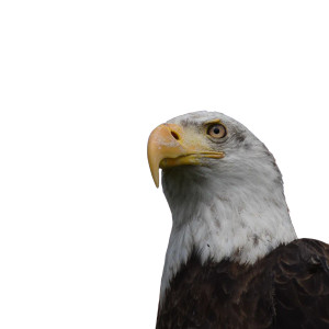 Bald Eagle Close-Up Vinyl Car Decal Sticker – Waterproof & UV-Resistant 