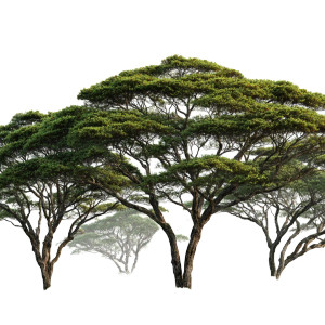Green Acacia Trees Vinyl Car Decal Sticker – Waterproof & UV-Resistant 