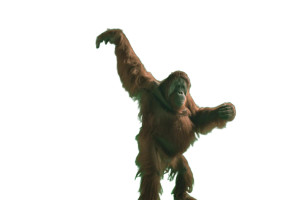 Dancing Orangutan Ballet Vinyl Car Decal Sticker – Waterproof & UV-Resistant 