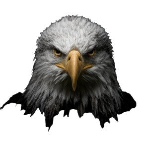 Bald Eagle Stare Vinyl Car Decal Sticker – Waterproof & UV-Resistant 