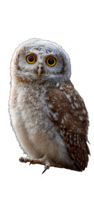 Fluffy Baby Owl Vinyl Car Decal Sticker – Waterproof & UV-Resistant 