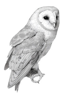 Barn Owl Art V2 Vinyl Car Decal Sticker – Waterproof & UV-Resistant 