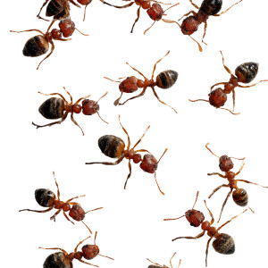 Scattered Ants Vinyl Car Decal Sticker – Waterproof & UV-Resistant 