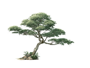 Bonsai-Inspired Tree Vinyl Car Decal Sticker – Waterproof & UV-Resistant 