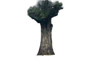 Majestic Forest Tree Vinyl Car Decal Sticker – Waterproof & UV-Resistant 