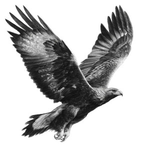 Golden Eagle Flight V6 Vinyl Car Decal Sticker – Waterproof & UV-Resistant 