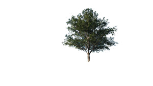 Small Tree Field Vinyl Car Decal Sticker – Waterproof & UV-Resistant 