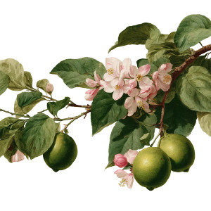 Lemon Vine Illustration Vinyl Car Decal Sticker – Waterproof & UV-Resistant 