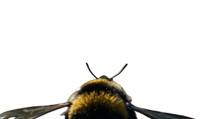 Bumblebee'S Flight Vinyl Car Decal Sticker – Waterproof & UV-Resistant 