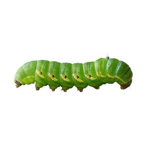 Green Hornworm Larva Vinyl Car Decal Sticker – Waterproof & UV-Resistant 