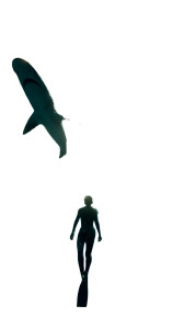 Shark Circle Swim Vinyl Car Decal Sticker – Waterproof & UV-Resistant  Shark Circle Swim Vinyl Car Decal Sticker – Waterproof & UV-Resistant