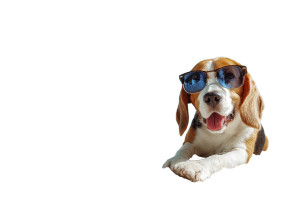 Happy Beagle Relaxing Vinyl Car Decal Sticker – Waterproof & UV-Resistant 