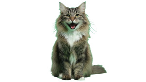 Fluffy Cat Speaking Vinyl Car Decal Sticker – Waterproof & UV-Resistant 
