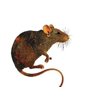 Celestial Rat Symbol Vinyl Car Decal Sticker – Waterproof & UV-Resistant 