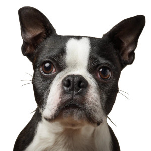 Feminine Boston Terrier Vinyl Car Decal Sticker – Waterproof & UV-Resistant Feminine Boston Terrier Vinyl Car Decal Sticker – Waterproof & UV-Resistant