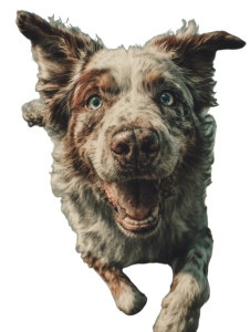 Joyful Leaping Shepherd Vinyl Car Decal Sticker – Waterproof & UV-Resistant Joyful Leaping Shepherd Vinyl Car Decal Sticker – Waterproof & UV-Resistant