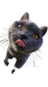 Blue Cat Licking Vinyl Car Decal Sticker – Waterproof & UV-Resistant 