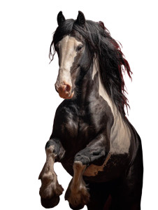 Majestic Pinto Warhorse Vinyl Car Decal Sticker – Waterproof & UV-Resistant Majestic Pinto Warhorse Vinyl Car Decal Sticker – Waterproof & UV-Resistant