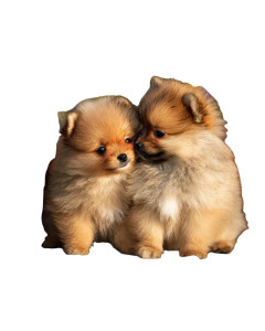 Pomeranian Puppies Nuzzling Vinyl Car Decal Sticker – Waterproof & UV-Resistant 