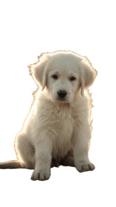 Sad Golden Retriever V2 Vinyl Car Decal Sticker – Waterproof & UV-Resistant 