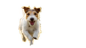 Happy Running Terrier Vinyl Car Decal Sticker – Waterproof & UV-Resistant Happy Running Terrier Vinyl Car Decal Sticker – Waterproof & UV-Resistant
