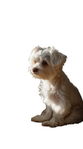 White Maltese Dog V2 Vinyl Car Decal Sticker – Waterproof & UV-Resistant 