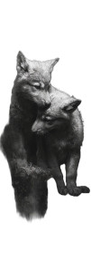 Young Wolves Playing Vinyl Car Decal Sticker – Waterproof & UV-Resistant 