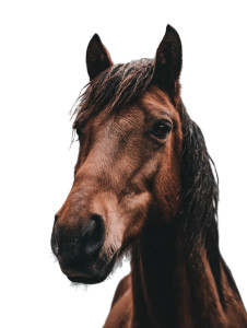 Brown Horse At Waterfall Vinyl Car Decal Sticker – Waterproof & UV-Resistant 