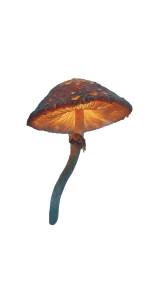 Glowing Poison Mushroom V2 Vinyl Car Decal Sticker – Waterproof & UV-Resistant Glowing Poison Mushroom V2 Vinyl Car Decal Sticker – Waterproof & UV-Resistant